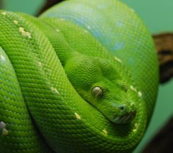 snake_514114-edit-958x848