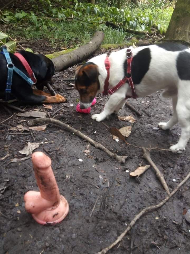 Lost Dildo in Quakers Walk Needs Reuniting with&nbsp;Owner!