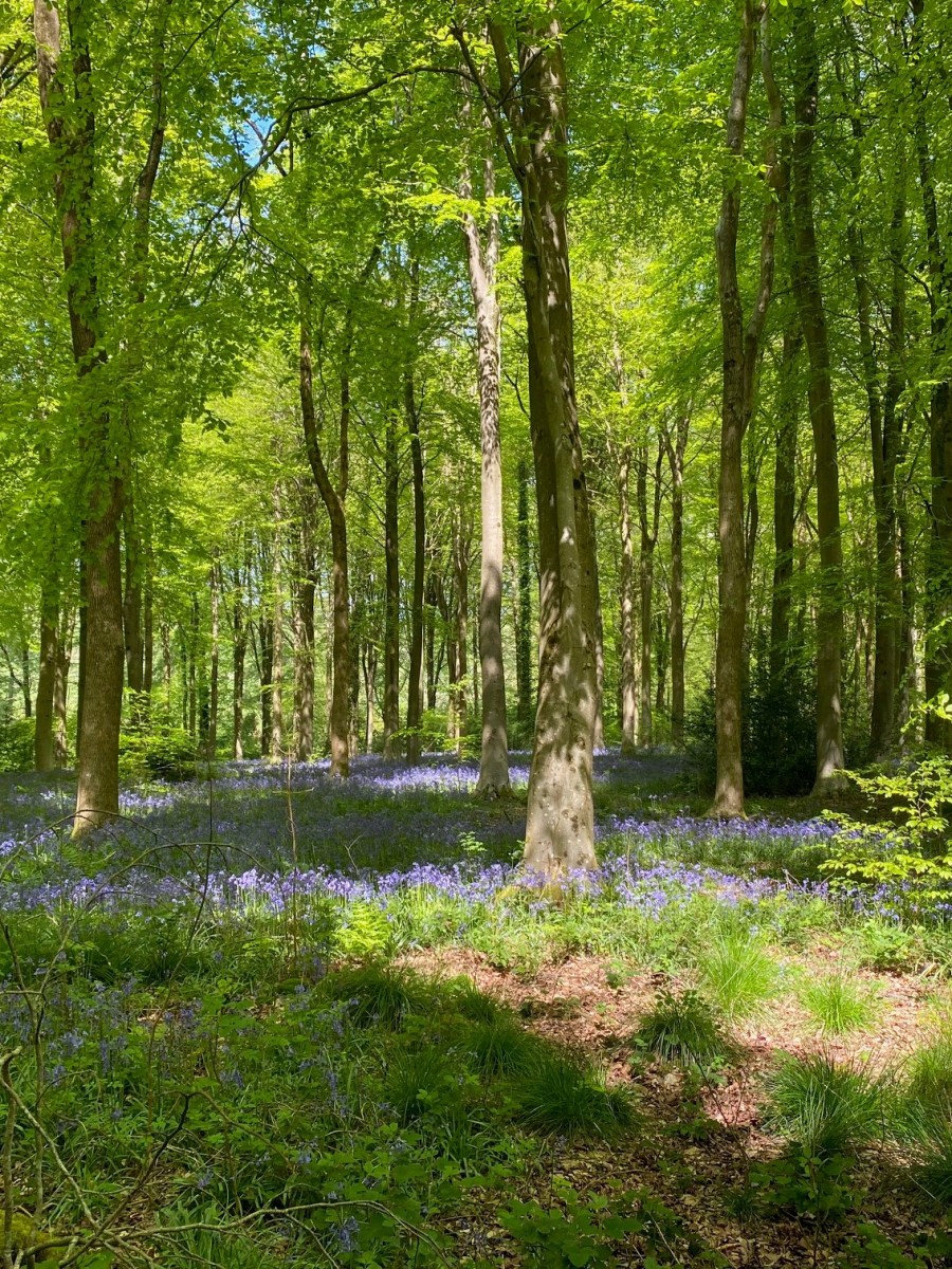 Forestry Operations Due to Start at West&nbsp;Woods