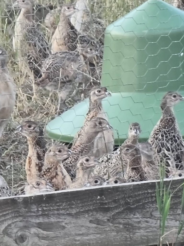 The Killing Fields of Wiltshire; Sabs Uncover Gamebirds Burned in&nbsp;Bonfires